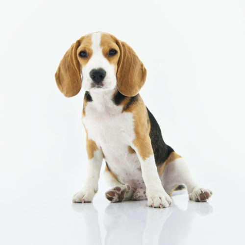 Beagle dog sitting with white background